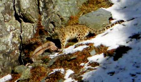 snow leopard seen at kugti wildlife sanctuary bharmour