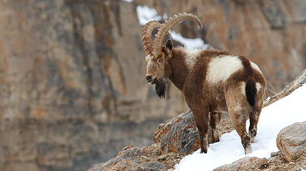 Himalayan ibex kugti and tundah wildlife sanctuary