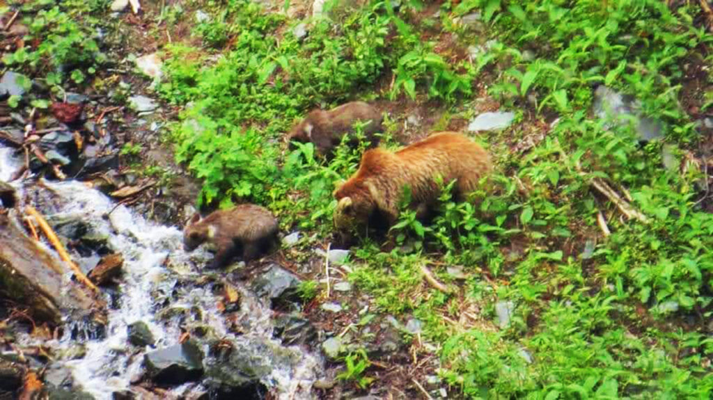 Himalayan Brown Bear at Kugti wildlife Sanctuary with Cubs